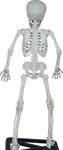 Szkielet ludzki z postawką 55cm
