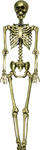 Szkielet ludzki 90cm złoty