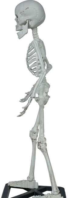 Szkielet ludzki z postawką 55cm