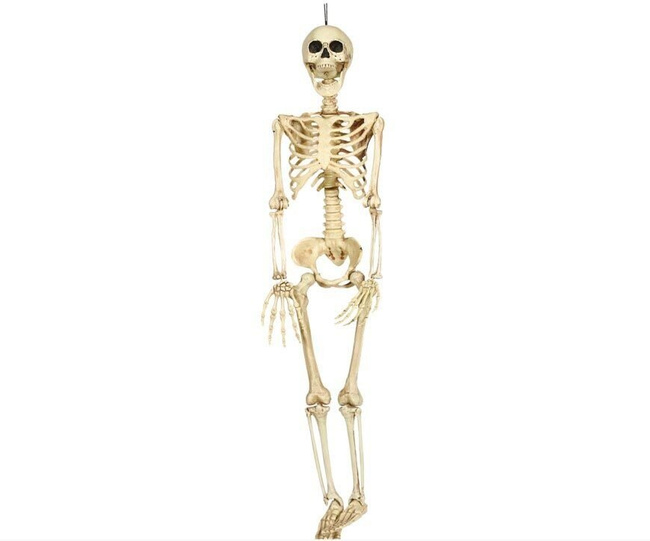Szkielet ludzki 90cm