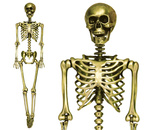 Szkielet ludzki 90cm złoty