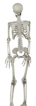 Szkielet ludzki 90cm
