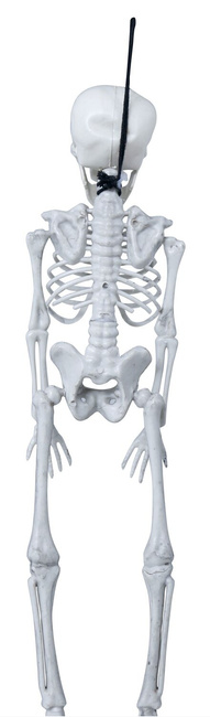 Wiszący szkielet 40cm