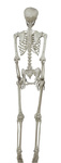 Szkielet ludzki 160cm