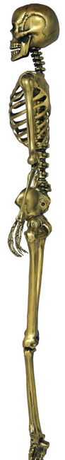 Szkielet ludzki 90cm złoty