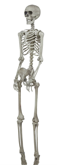 Szkielet ludzki 160cm