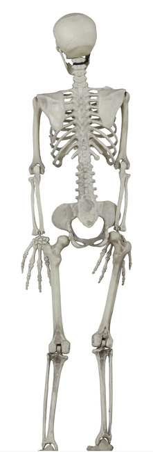 Szkielet ludzki 90cm