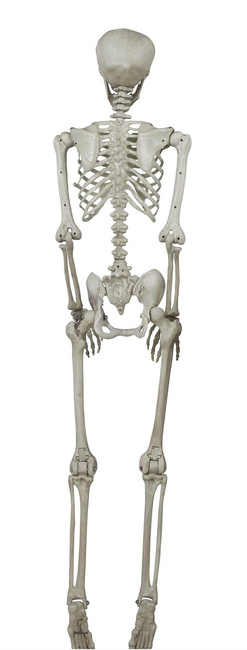 Szkielet ludzki 160cm