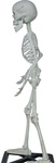 Szkielet ludzki z postawką 55cm