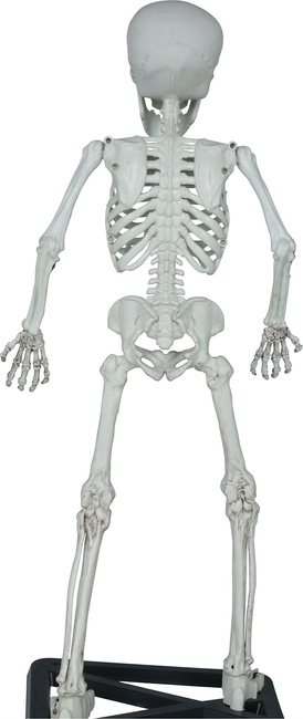 Szkielet ludzki z postawką 55cm