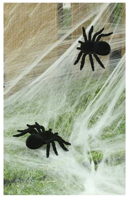Pająk ptasznik czarny 2 sztuki