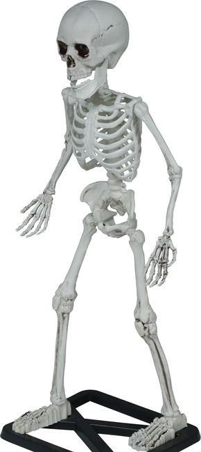 Szkielet ludzki z postawką 55cm