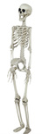 Szkielet ludzki 90cm