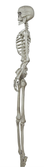 Szkielet ludzki 160cm