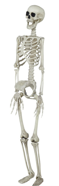 Szkielet ludzki 90cm
