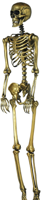 Szkielet ludzki 90cm złoty