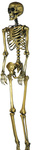 Szkielet ludzki 90cm złoty