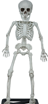 Szkielet ludzki z postawką 55cm