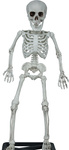 Szkielet ludzki z postawką 55cm