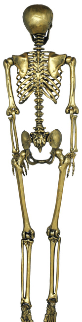Szkielet ludzki 90cm złoty