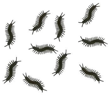 Dekoracyjne insekty: stonogi 10 sztuk