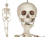 Szkielet ludzki 160cm